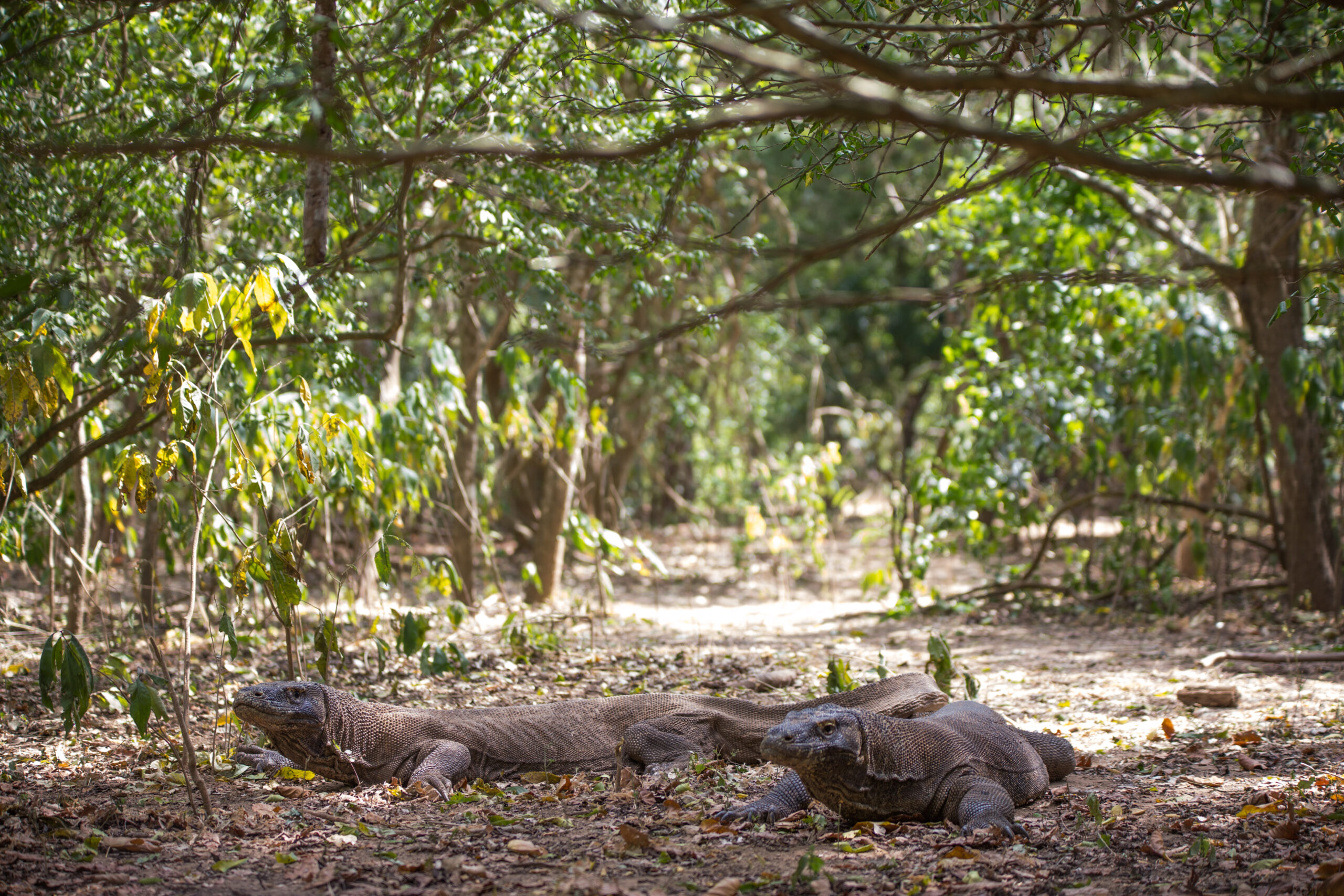 Komodo Dragons