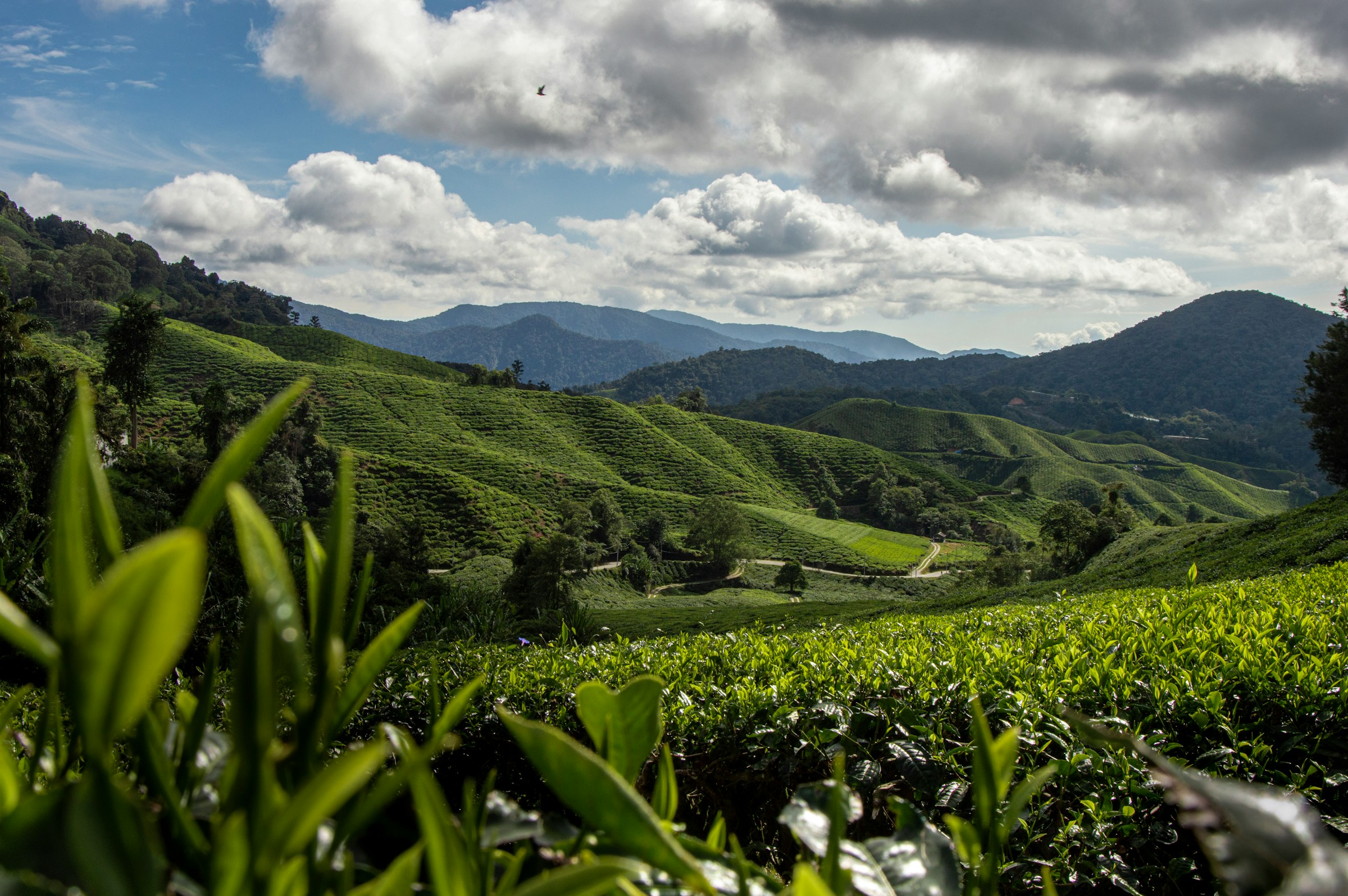Cameron Highlands