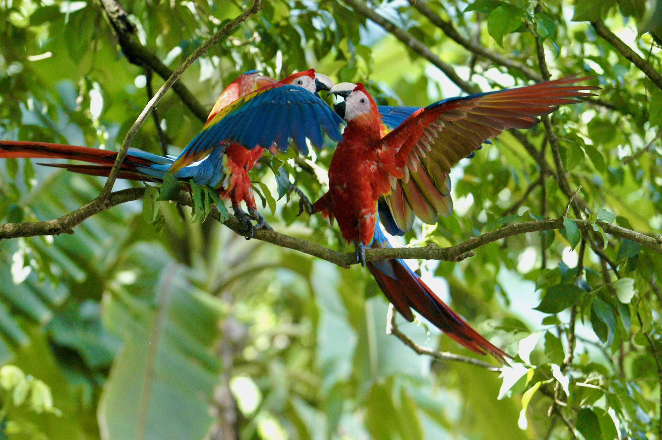 Scarlet Macaws
