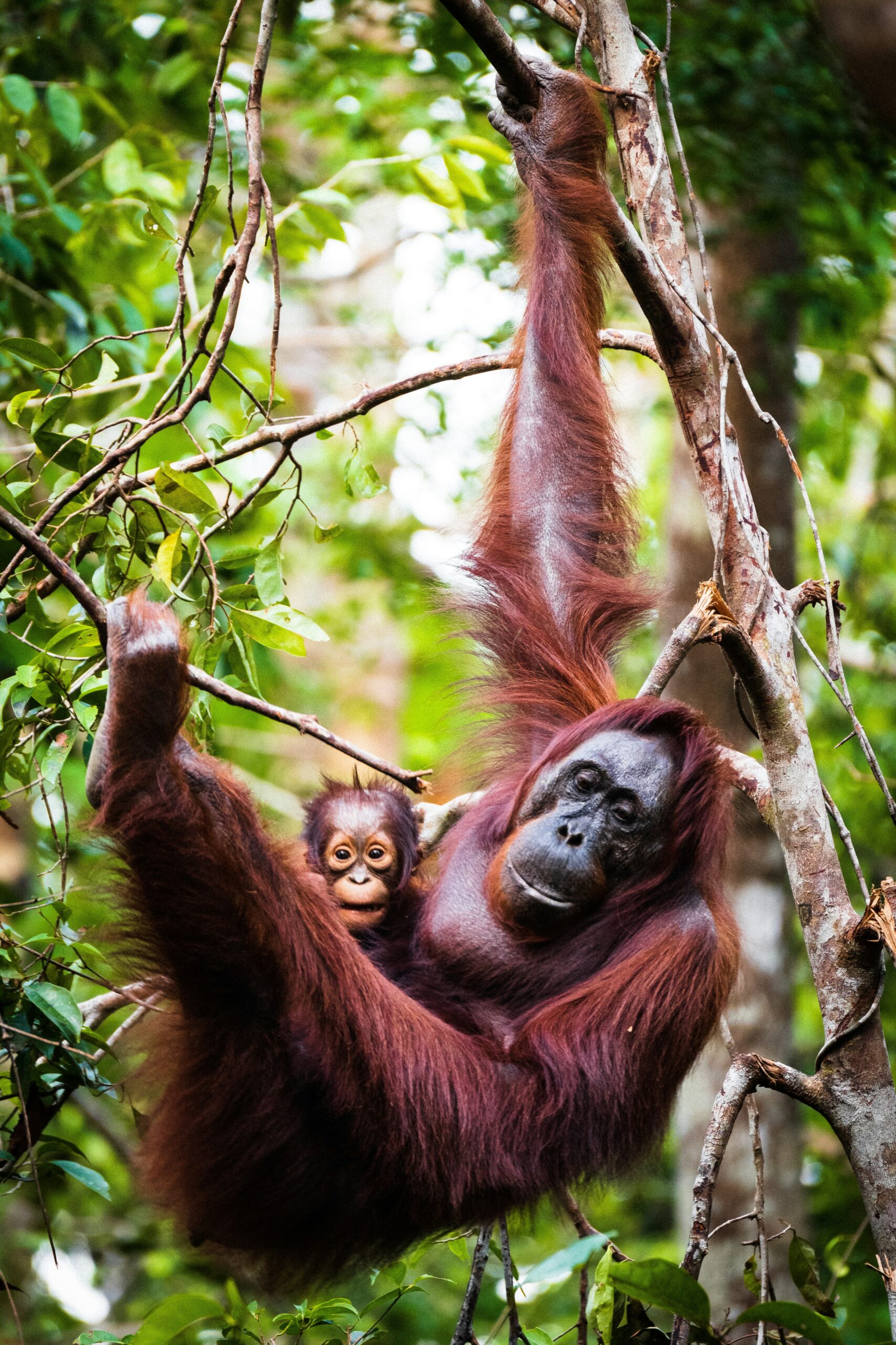 Sabah Borneo