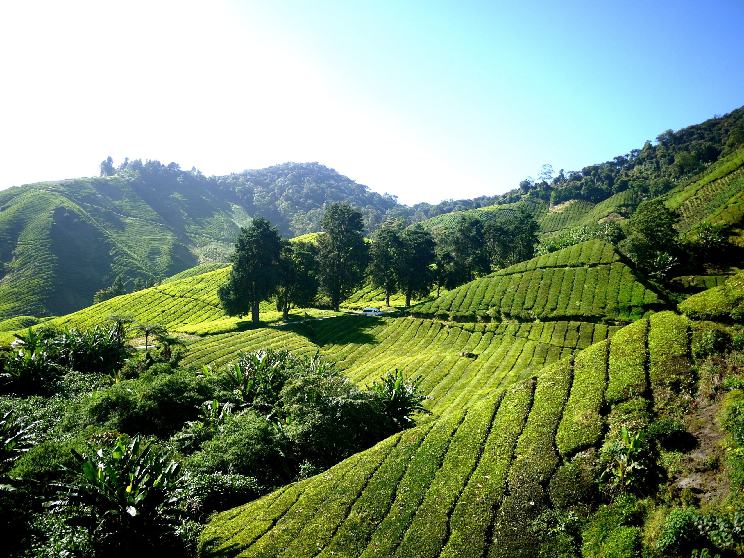 Cameron Highlands