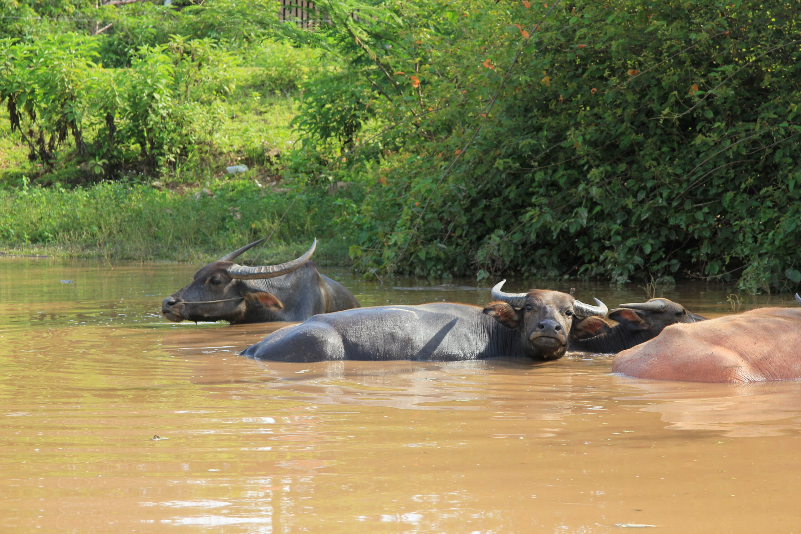 Laos - Buffalos resting at Nahin Village