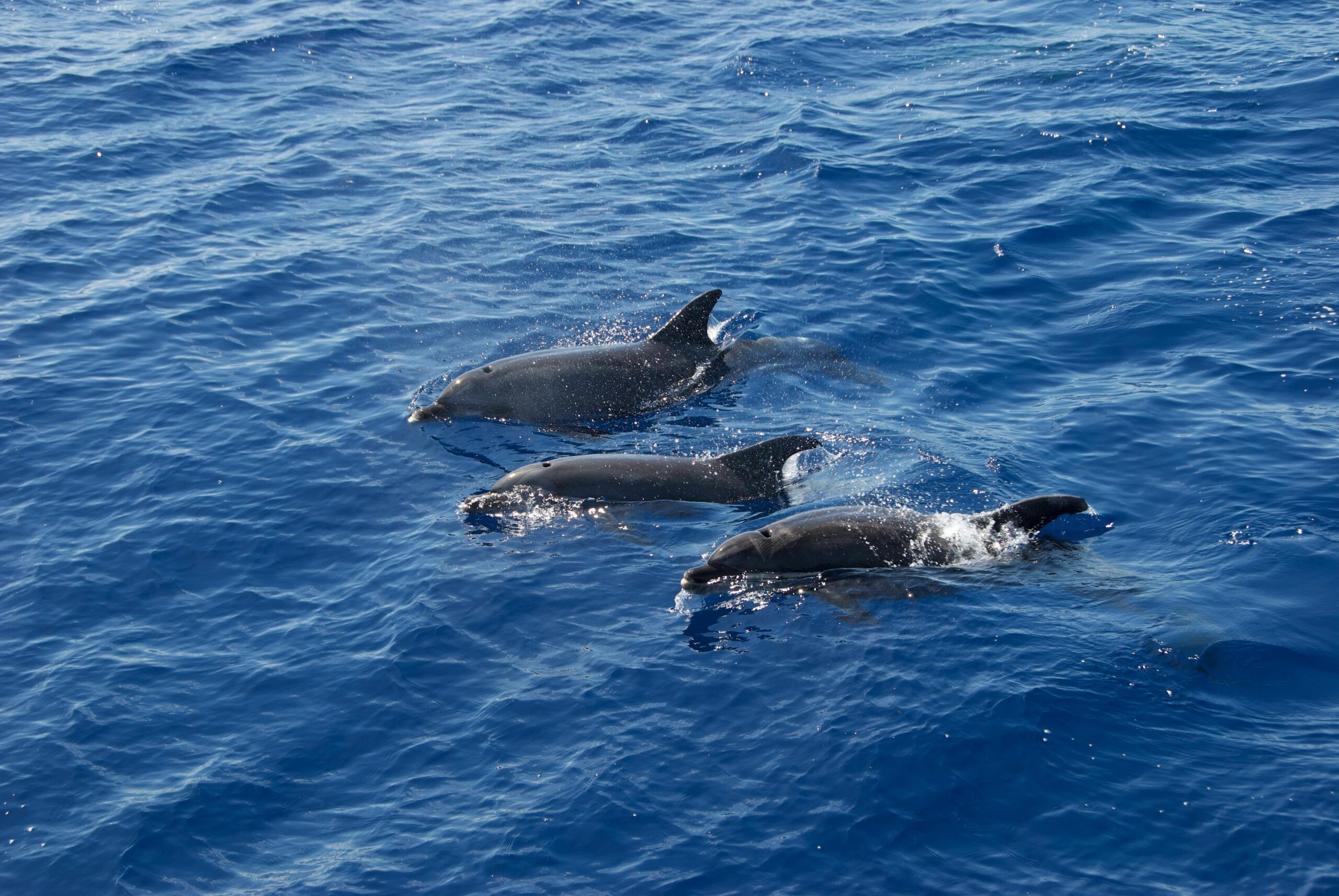 Dolphins