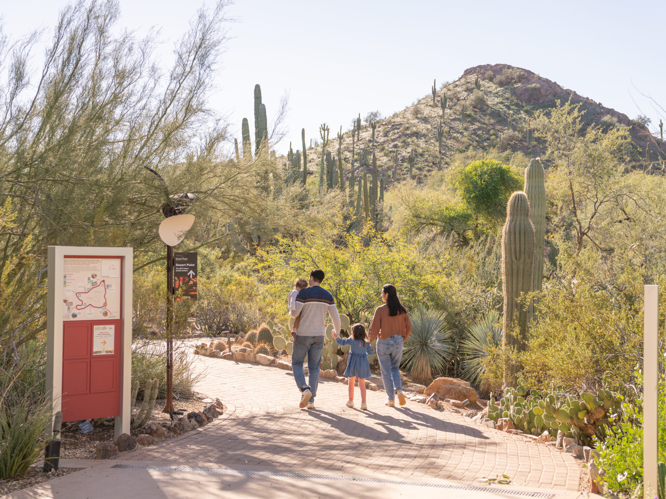Phoenix Desert Landscape