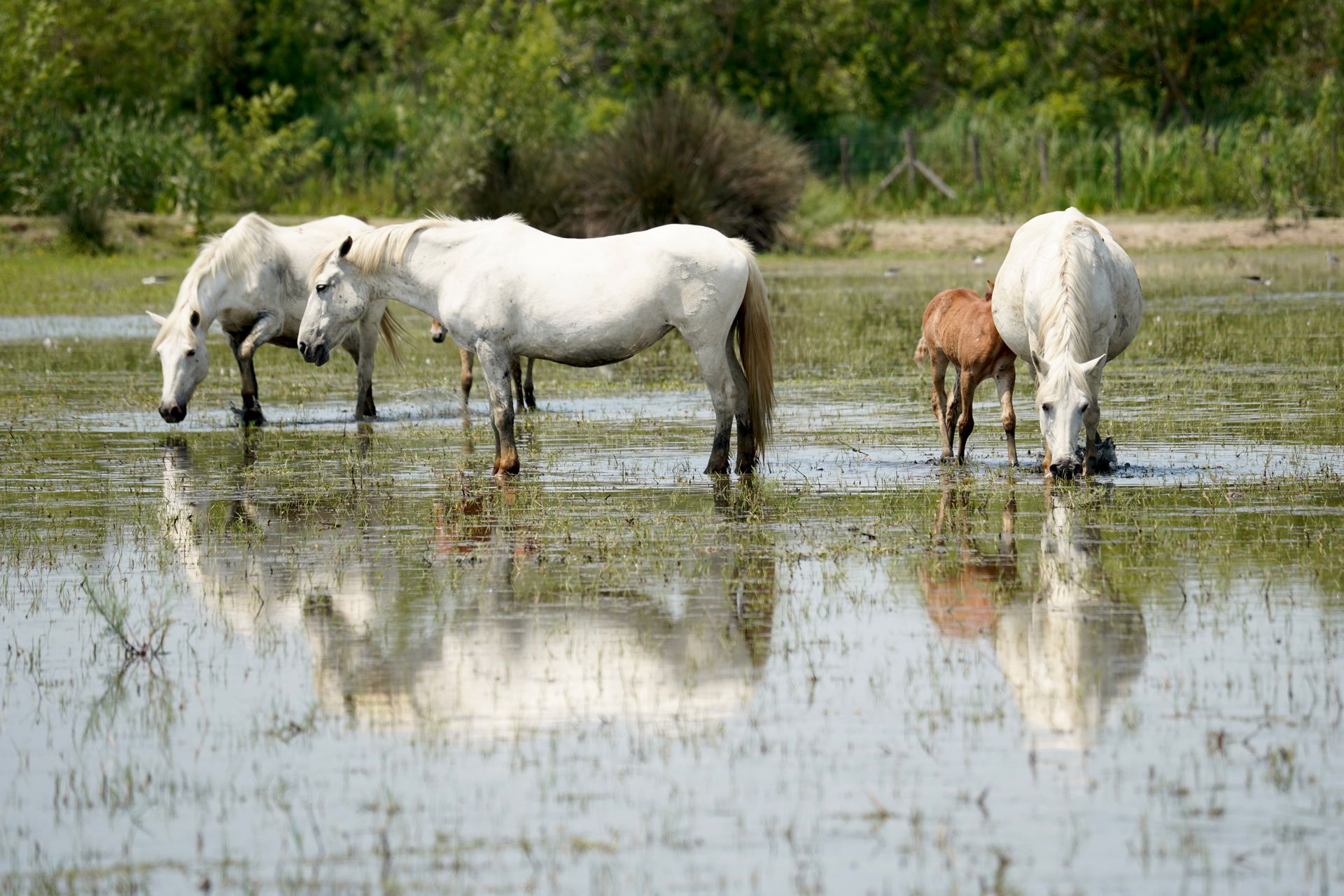 Camargue