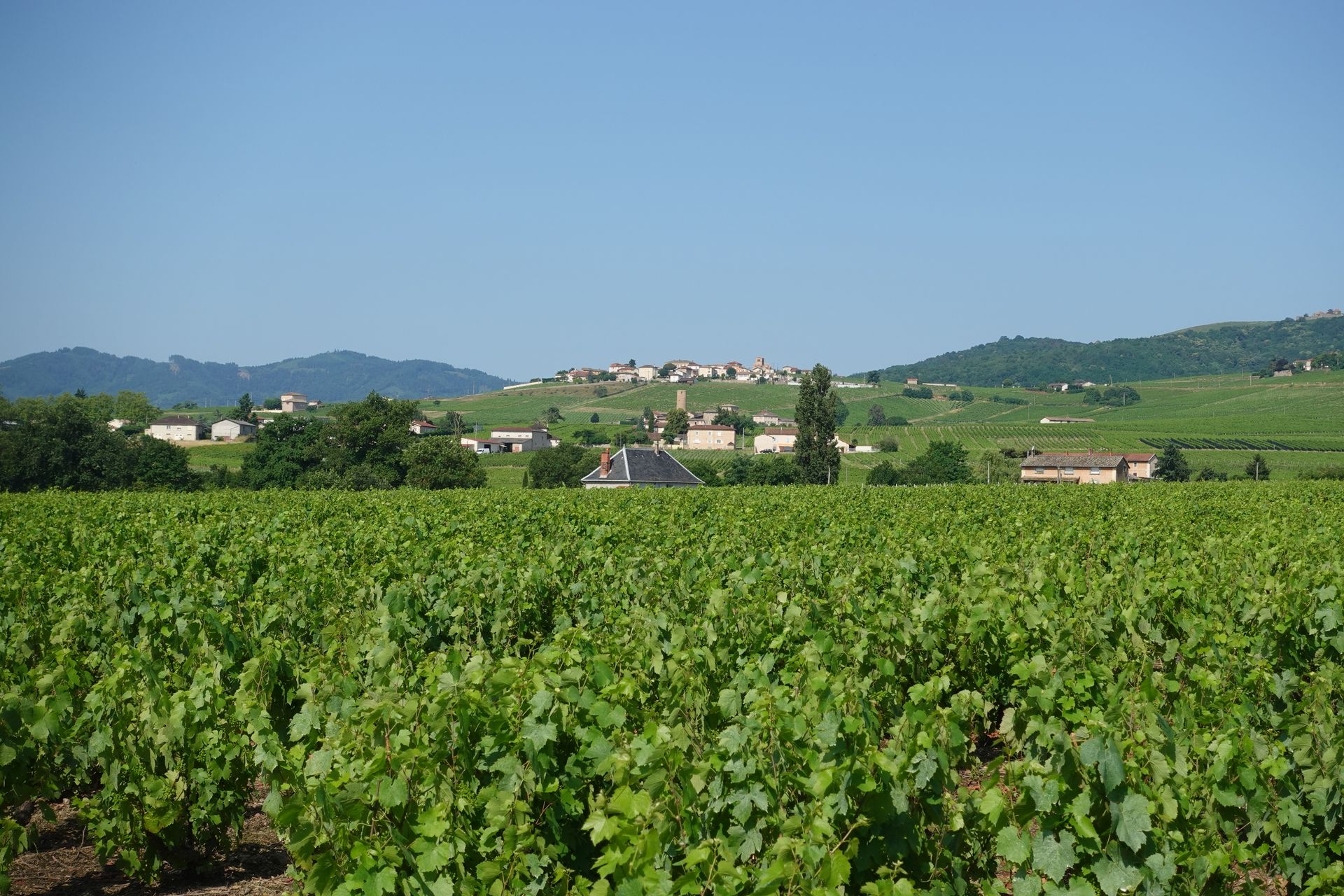 Provence vineyards